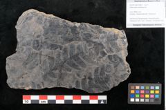 Foto (Objekt + Etikett) von Alethopteris whitbyensis (NHMW-GEO-2024-0188-10483)